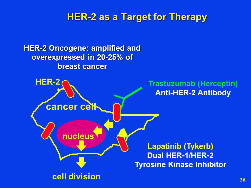 HER-2 as a Target for Therapy
