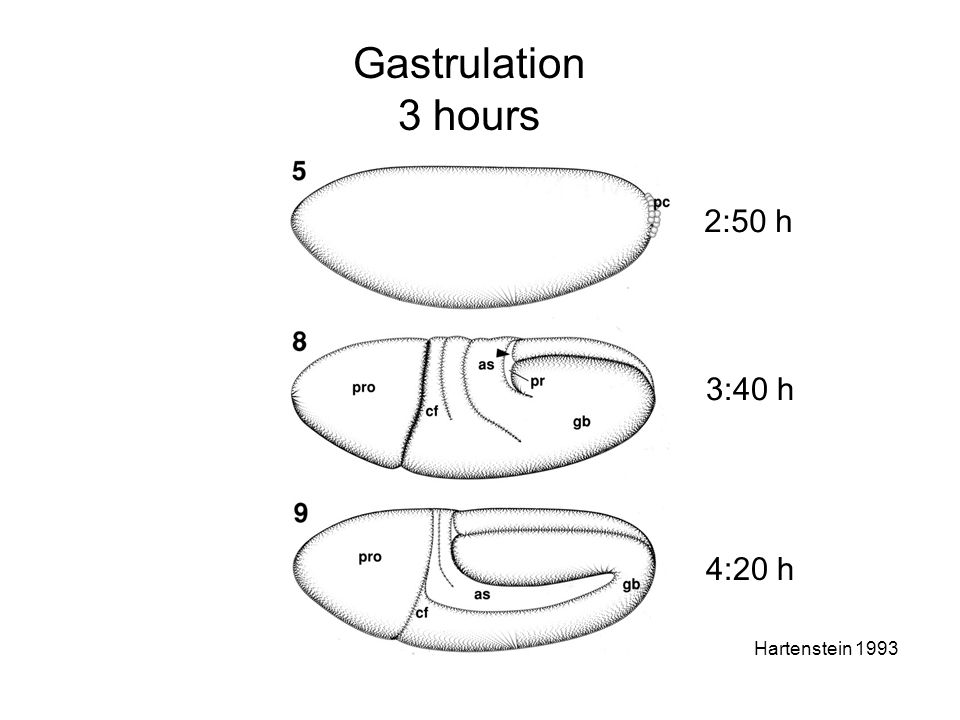 Gastrulation 3 hours 2:50 h 3:40 h 4:20 h Hartenstein 1993