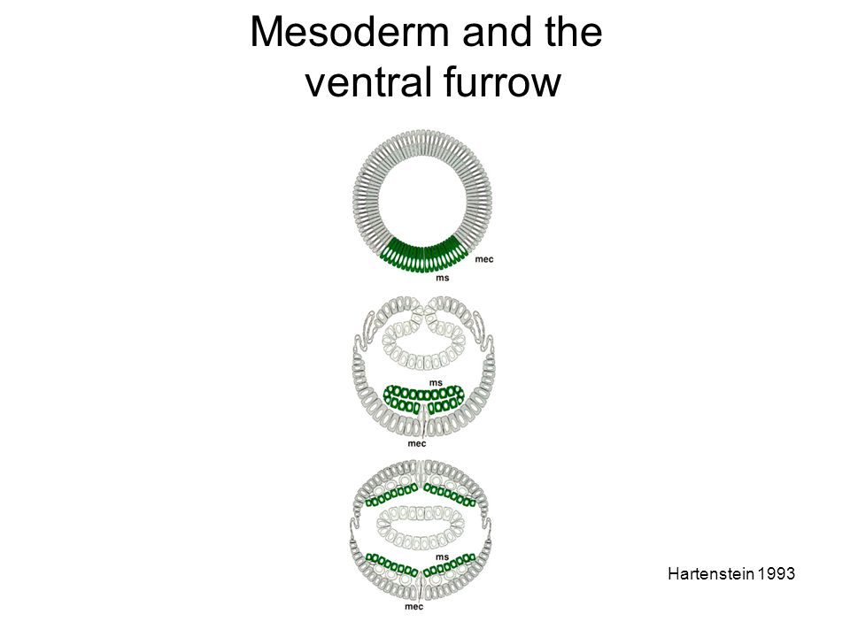 Mesoderm and the ventral furrow Hartenstein 1993