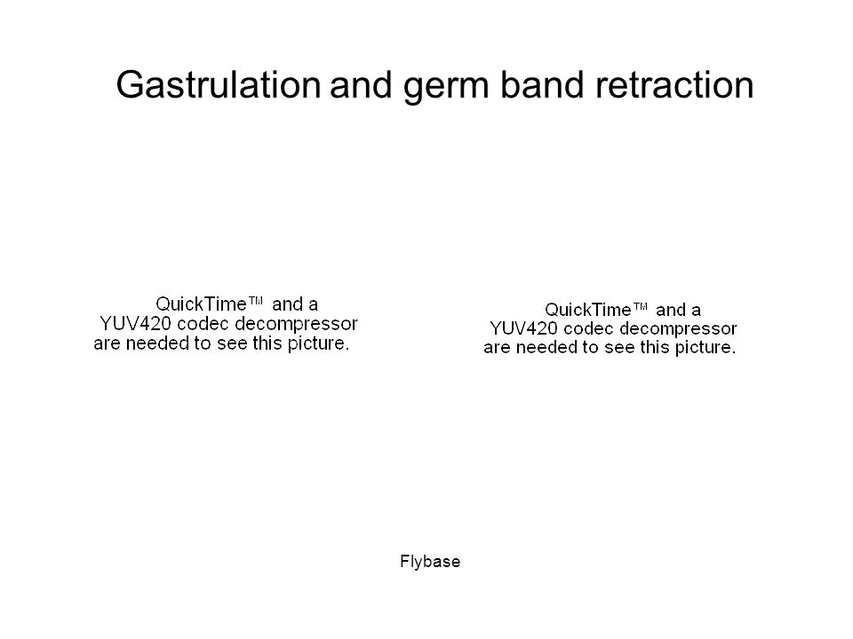 Gastrulation and germ band retraction