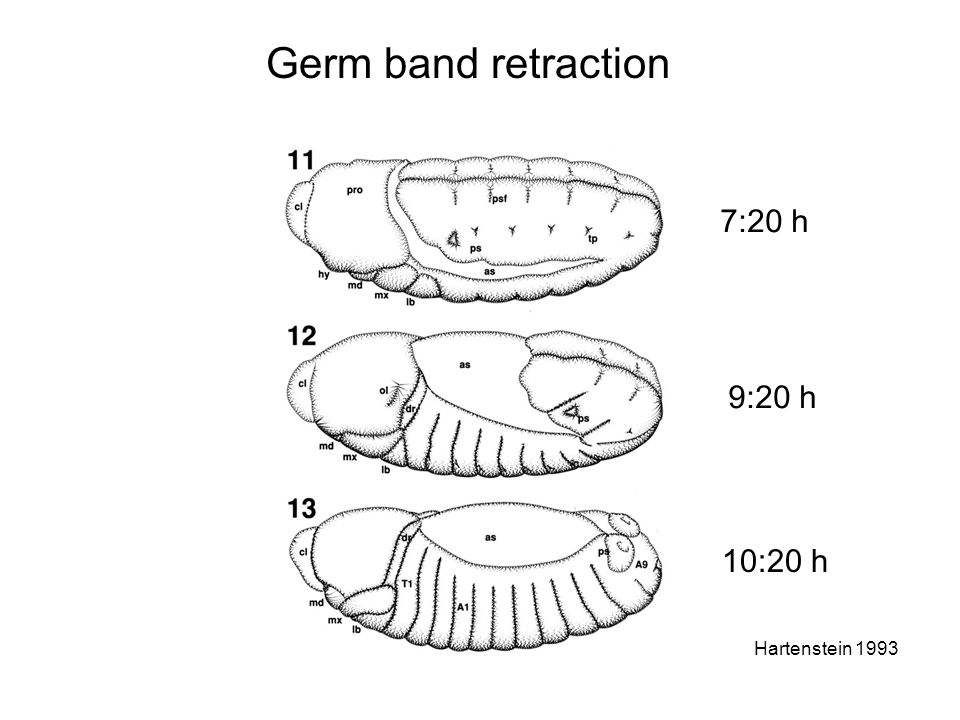 Germ band retraction 7:20 h 9:20 h 10:20 h Hartenstein 1993