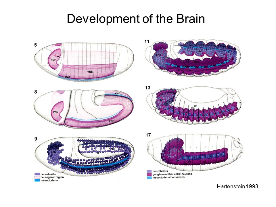 Development of the Brain