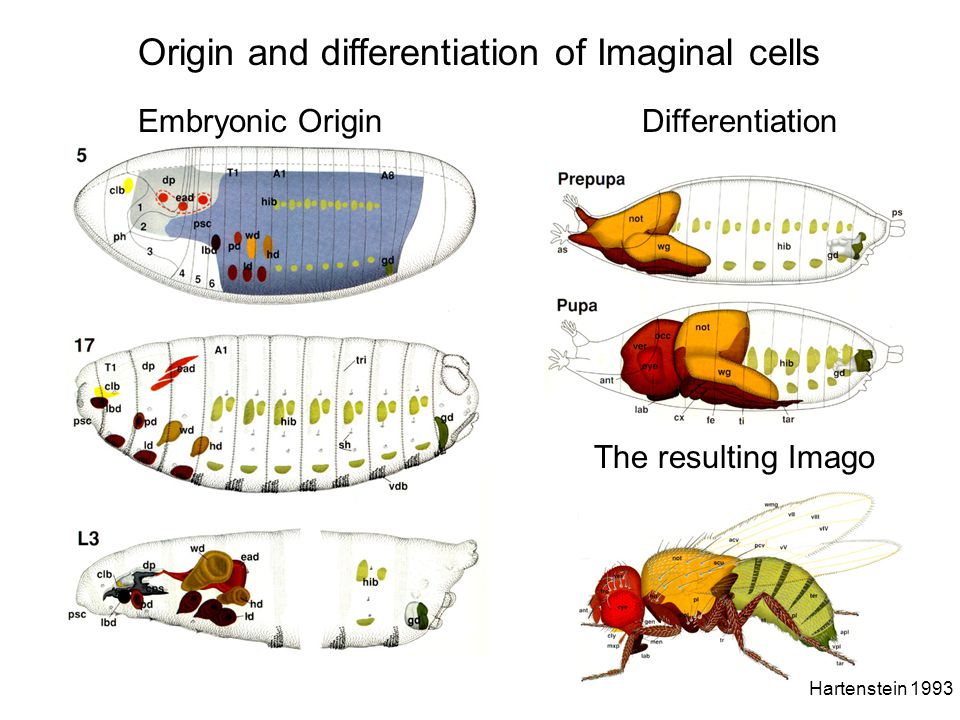 Origin and differentiation of Imaginal cells