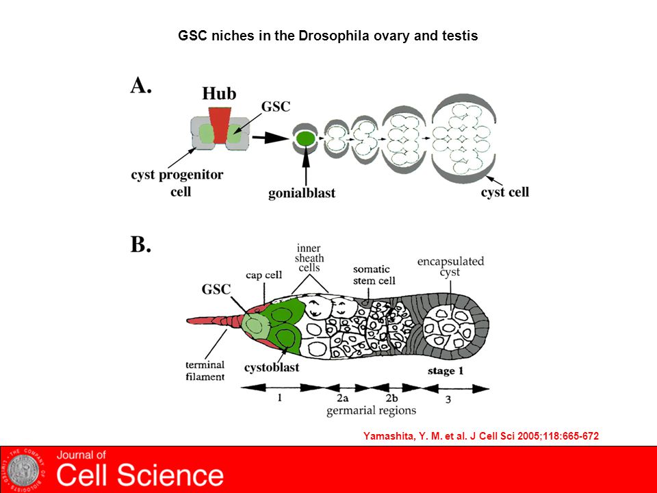 GSC niches in the Drosophila ovary and testis