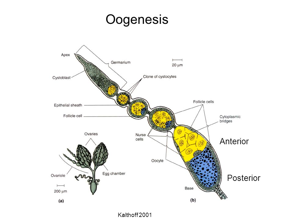 Oogenesis Anterior Posterior Kalthoff 2001