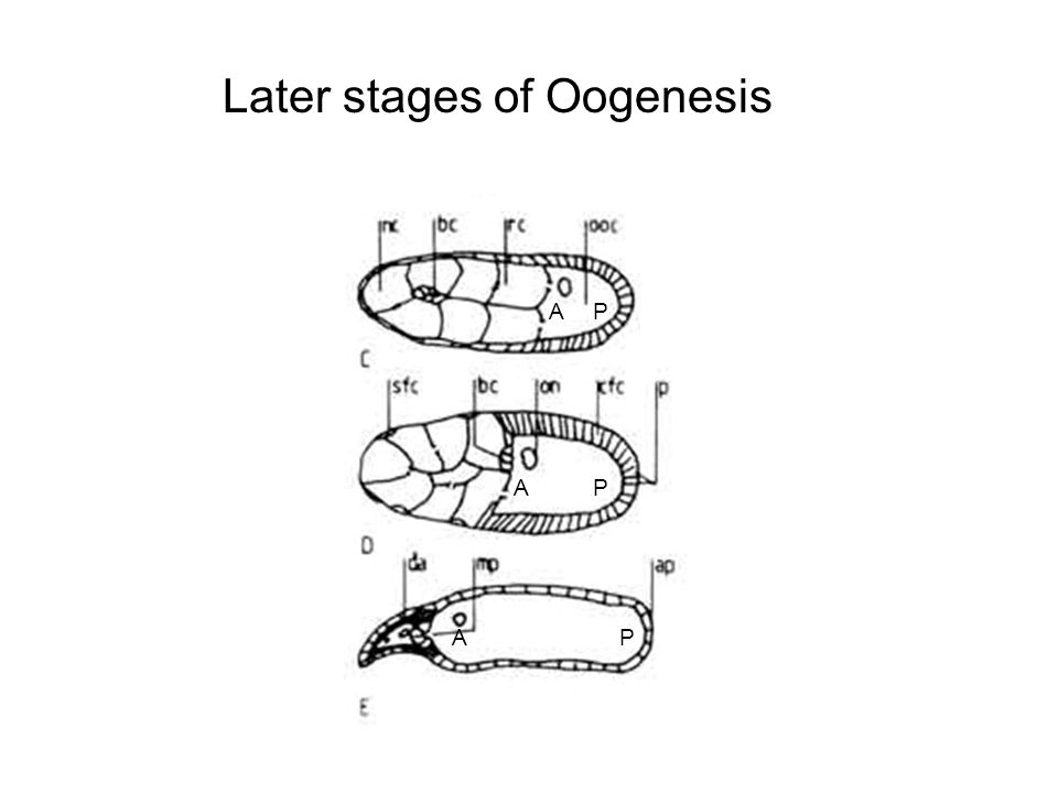 Later stages of Oogenesis