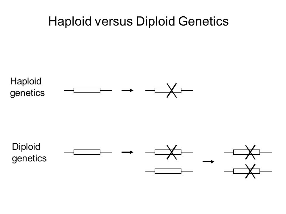 Haploid versus Diploid Genetics