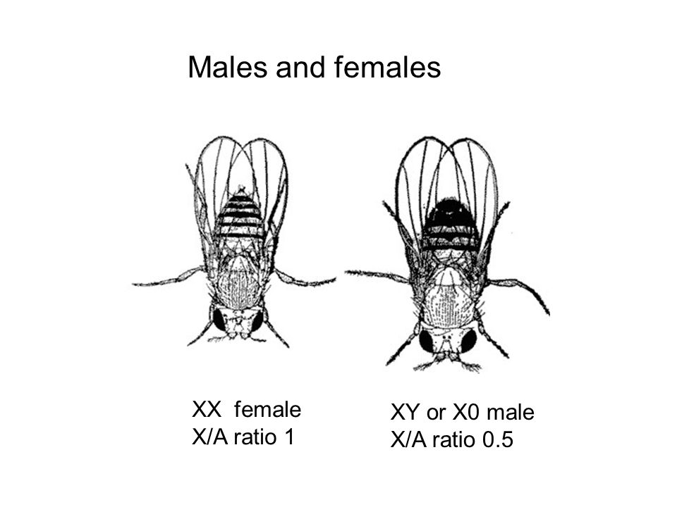 Males and females XX female X/A ratio 1 XY or X0 male X/A ratio 0.5