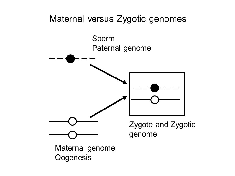 Maternal versus Zygotic genomes