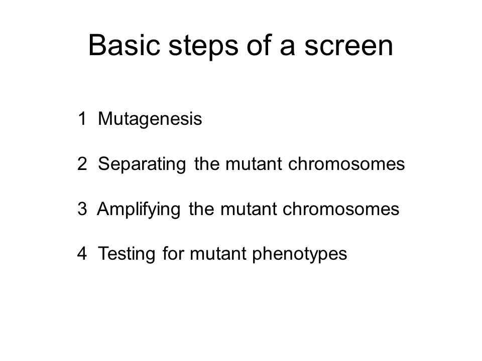 Basic steps of a screen 1 Mutagenesis