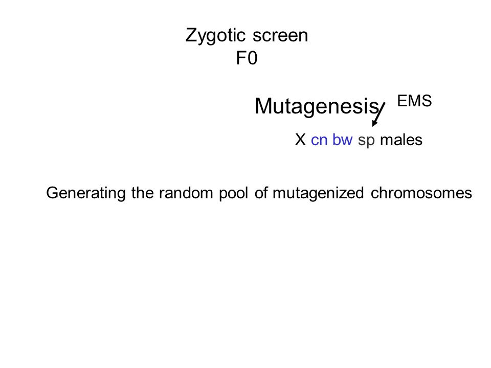 Mutagenesis Zygotic screen F0 EMS X cn bw sp males