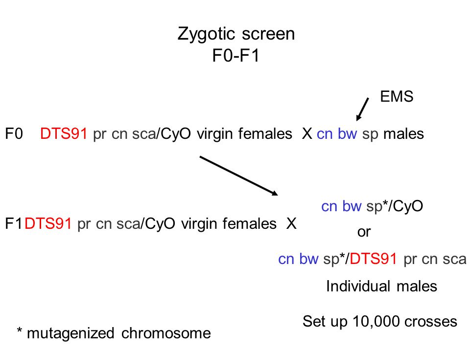 Zygotic screen F0-F1 EMS F0