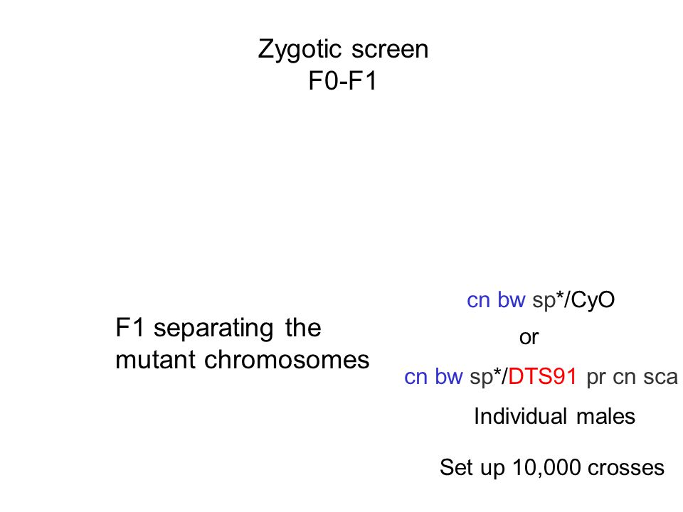 Zygotic screen F0-F1 F1 separating the mutant chromosomes