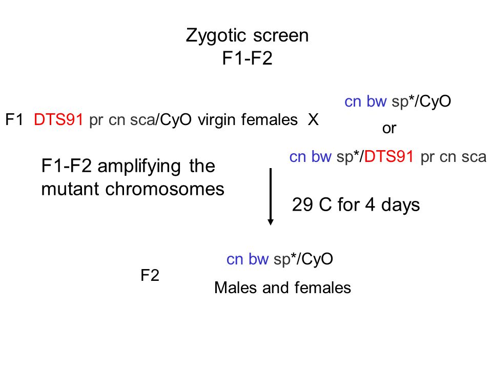Zygotic screen F1-F2 F1-F2 amplifying the mutant chromosomes