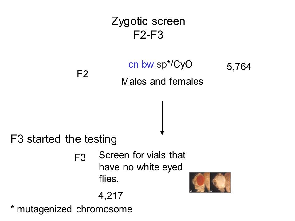 Zygotic screen F2-F3 F3 started the testing cn bw sp*/CyO 5,764 F2