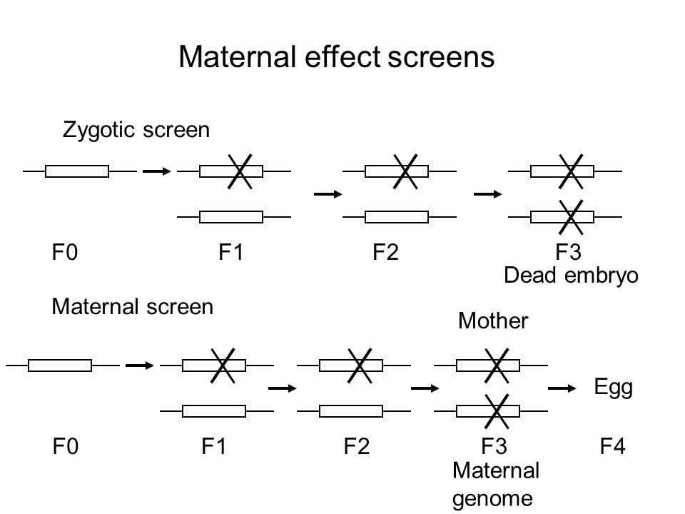 Maternal effect screens