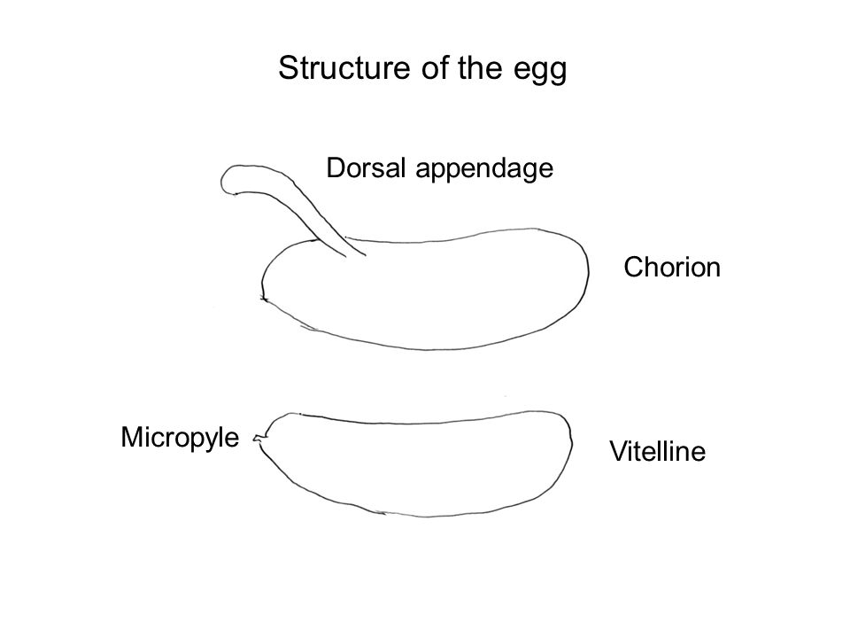 Structure of the egg Dorsal appendage Chorion Micropyle Vitelline