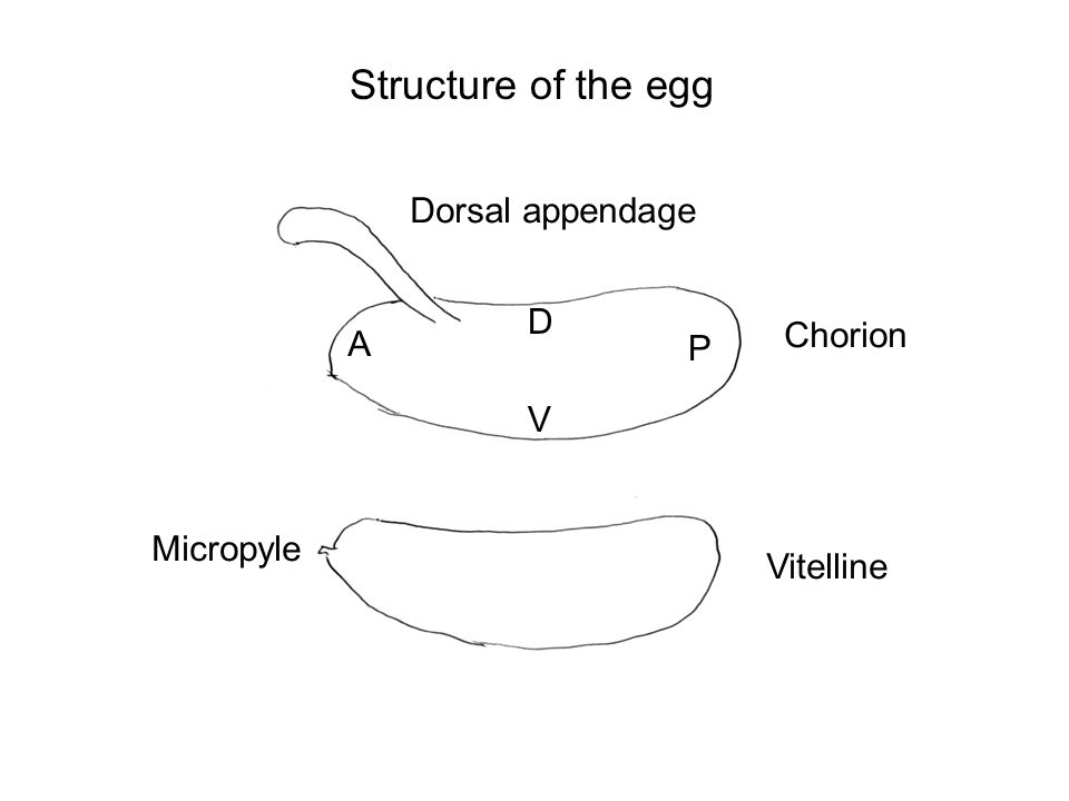 Structure of the egg Dorsal appendage D Chorion A P V Micropyle