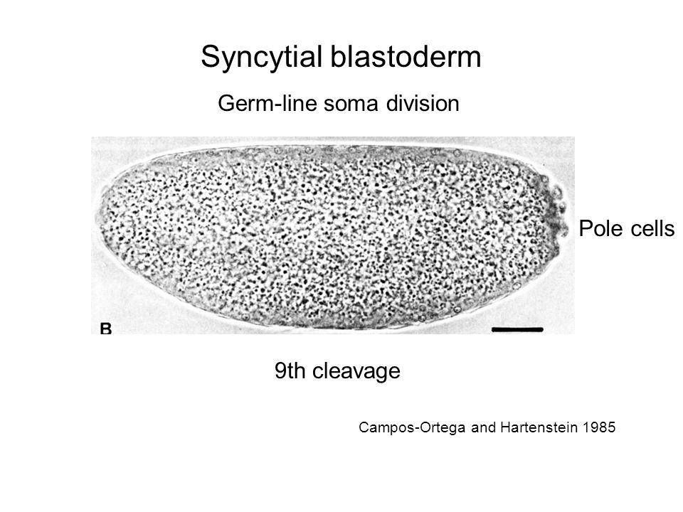 Syncytial blastoderm Germ-line soma division Pole cells 9th cleavage