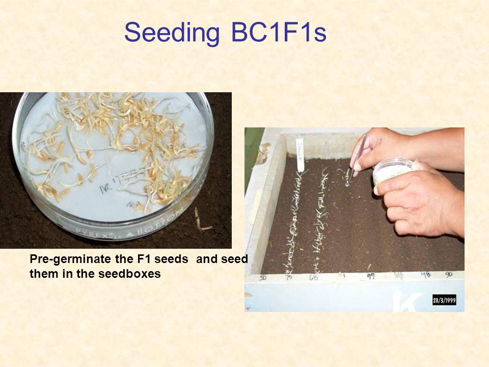 Seeding BC1F1s Pre-germinate the F1 seeds and seed