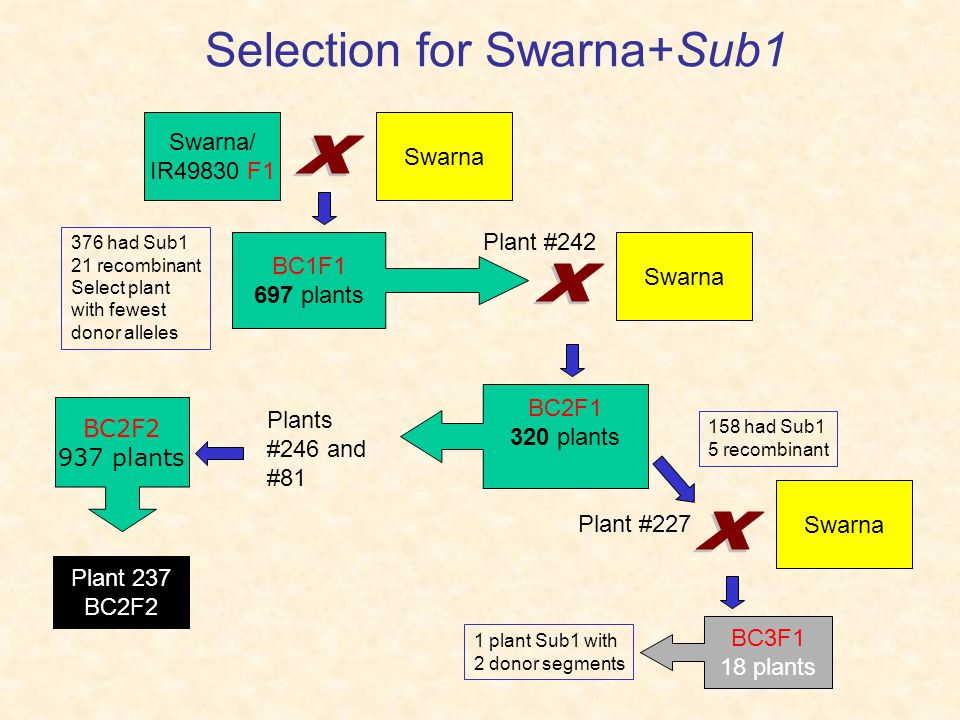Selection for Swarna+Sub1