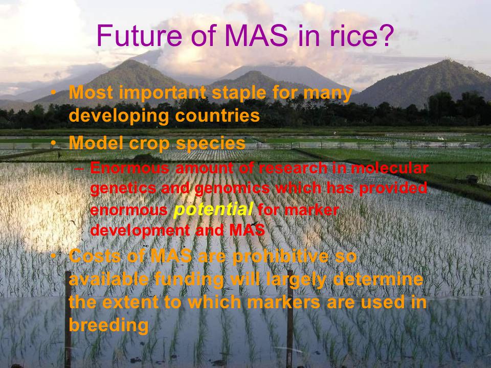 Future of MAS in rice Most important staple for many developing countries. Model crop species.
