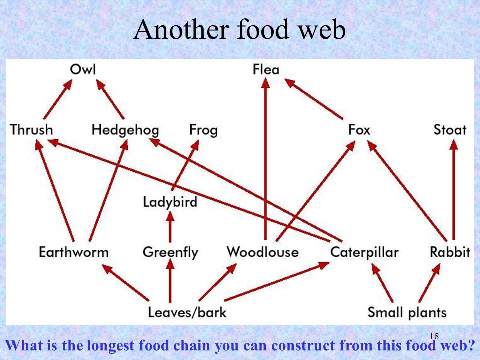 1 4 6 Energy Flow Ppt Download