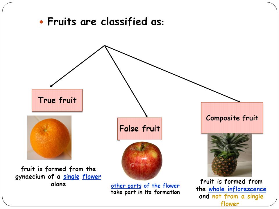 Image result for How is a fruit classified?