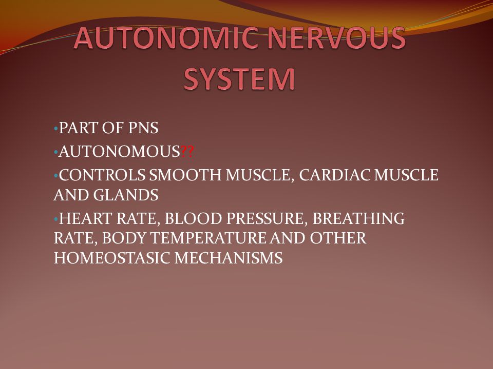 CHAPTER 11 NERVOUS SYSTEM II - ppt download