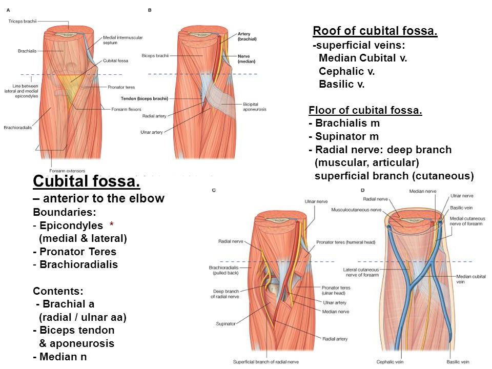 Upper Limb Muscles Of Arm Cubital Fossa And Elbow Joint Ppt Video Online Download