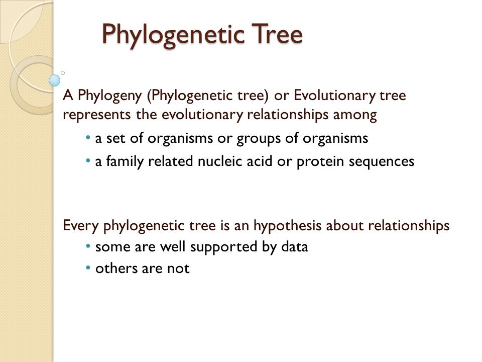 Phylogenetic Tree A Phylogeny (Phylogenetic tree) or Evolutionary tree represents the evolutionary relationships among.