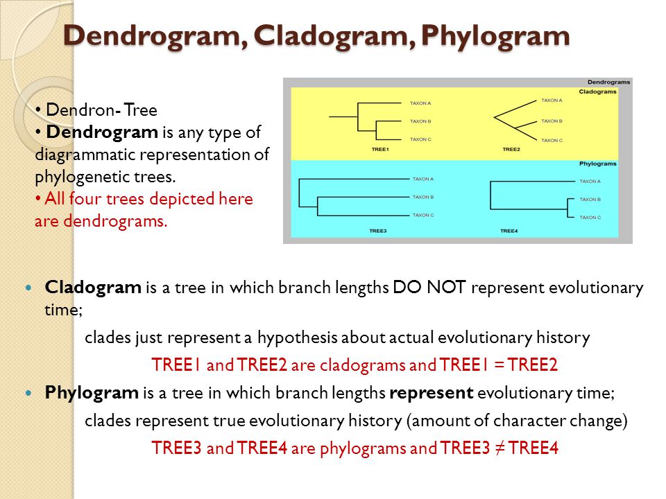 Dendrogram, Cladogram, Phylogram