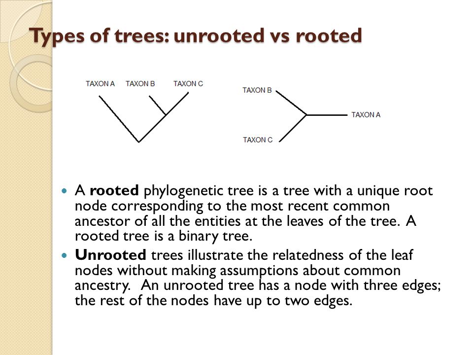 Types of trees: unrooted vs rooted