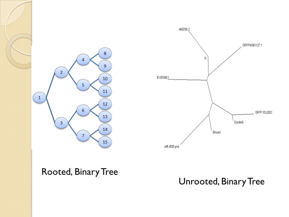Rooted, Binary Tree Unrooted, Binary Tree