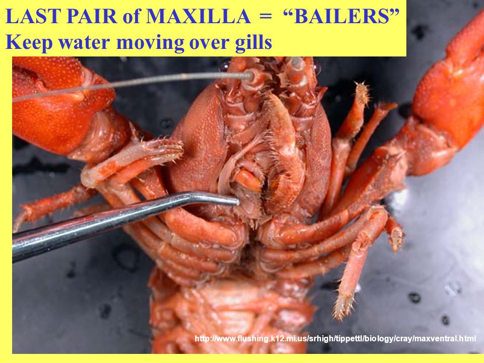 Crayfish diagram labeled