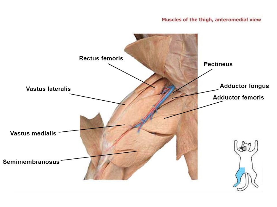 External Oblique мышца