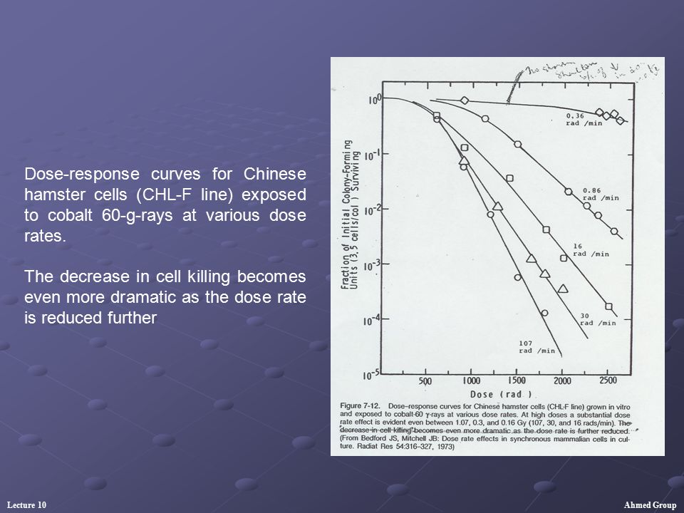 Dose-response curves for Chinese hamster cells (CHL-F line) exposed to cobalt 60-g-rays at various dose rates.