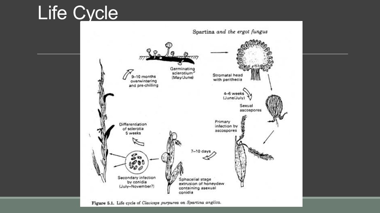 Жизнь развитие размножение. The Life Cycle of ergot. Cantharellales Life Cycle. Monoplacophora Life Cycle. QAOPS Life Cycle.