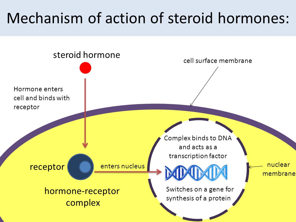 Mechanism of action. The mechanism of Action of Hormones. The mechanism of Action of Steroid Hormones. Nucleus mechanisms of Action of Hormones. Cell mechanisms of Action of Hormones.