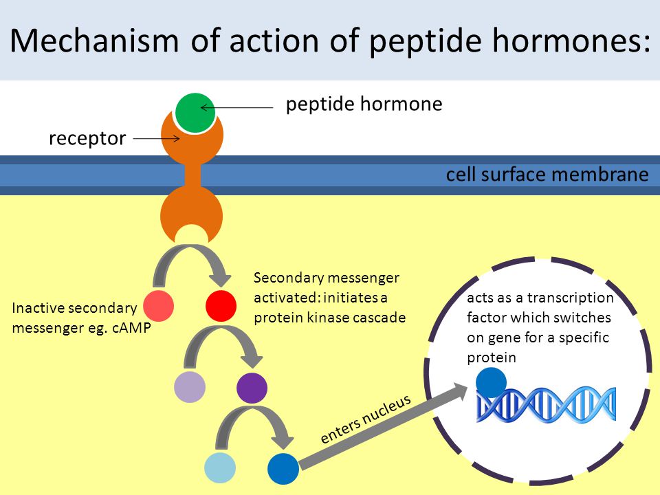 Mechanism of action. The mechanism of Action of the Peptide Hormone. The mechanism of Action of Hormones. The mechanism of Action of Steroid Hormones. Hormone receptor mechanism.
