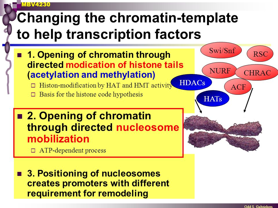 Chromatin - essential player in trx - ppt download
