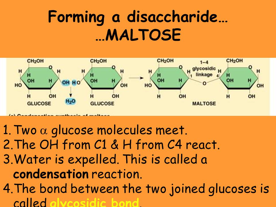 Forming a disaccharide…
