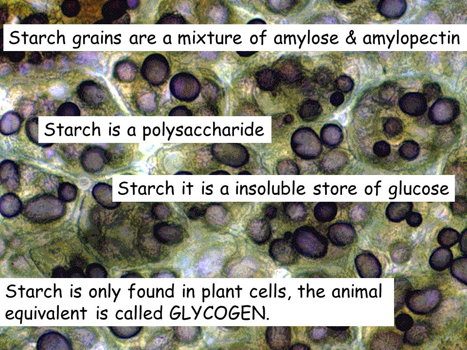 Starch grains are a mixture of amylose & amylopectin