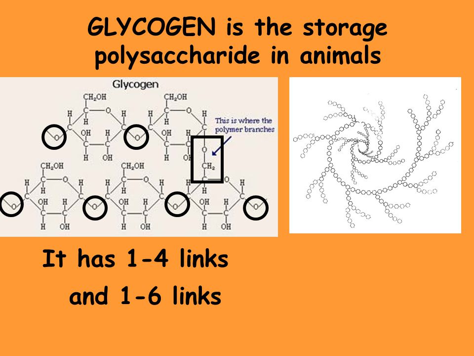GLYCOGEN is the storage polysaccharide in animals