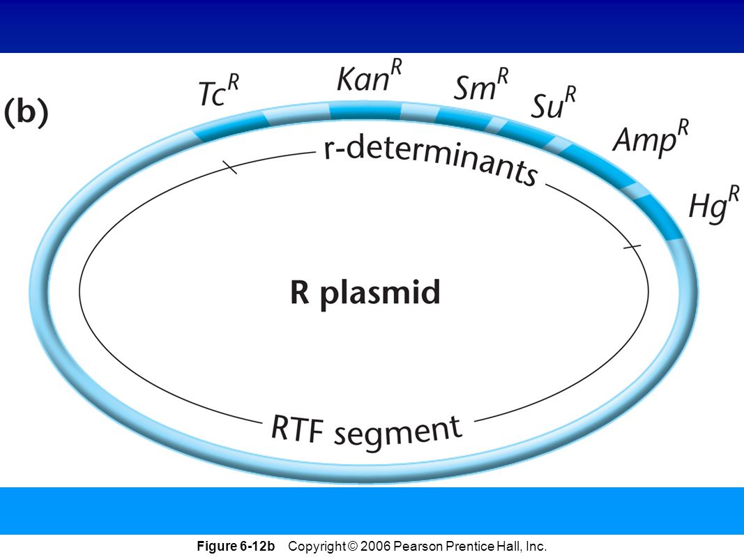 Гибридизация плазмид. R плазмиды. R-плазмиды строение. R плазмиды бактерий строение. Р плазмиды строение.