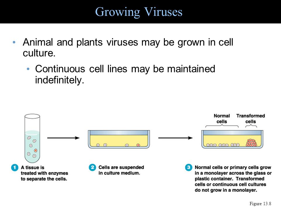 Growing Viruses Animal and plants viruses may be grown in cell culture. Continuous cell lines may be maintained indefinitely.