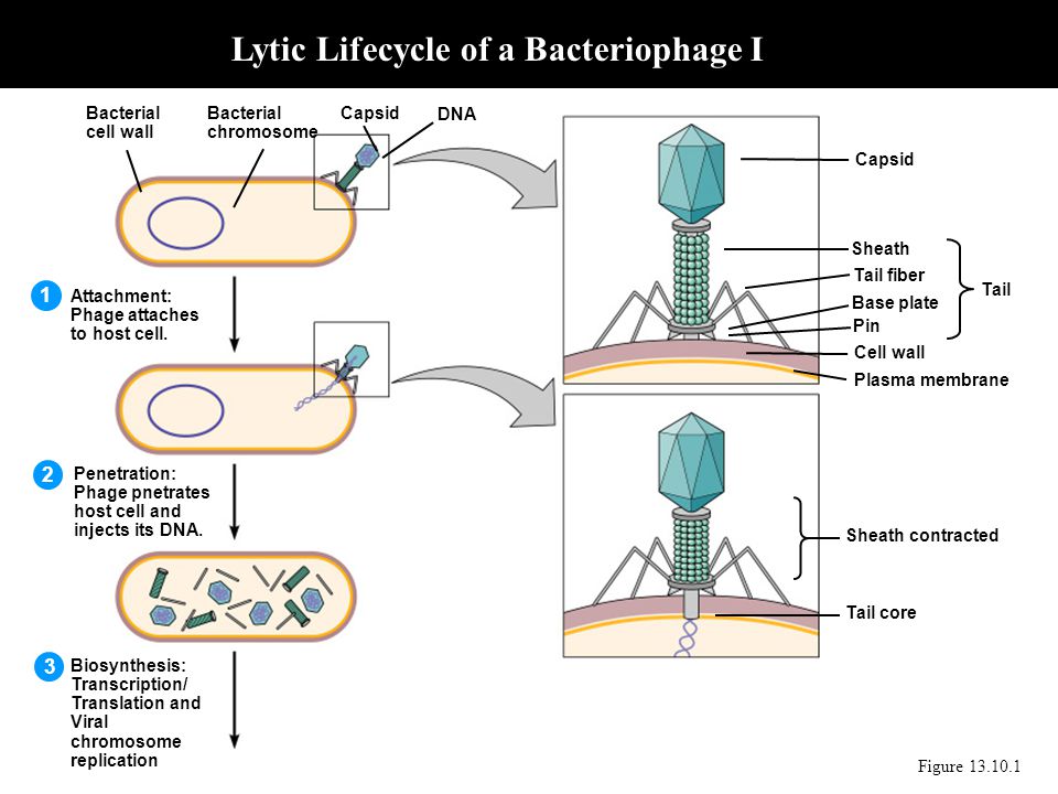 Lytic Lifecycle of a Bacteriophage I
