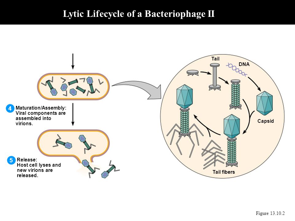 Lytic Lifecycle of a Bacteriophage II