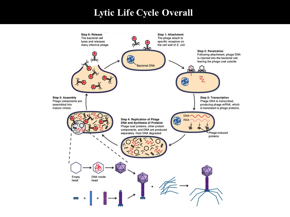 Lytic Life Cycle Overall