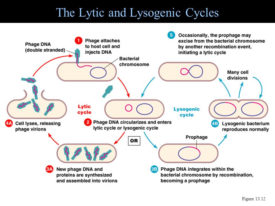 The Lytic and Lysogenic Cycles